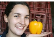 YELLOW CAPSICUM MEDIUM Size Each  Pukekohe Grown 